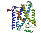 Olfactory Receptor 1F12 (OR1F12)