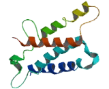 Olfactory Receptor 1K1 (OR1K1)