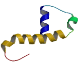 Olfactory Receptor 1M1 (OR1M1)