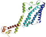 Olfactory Receptor 1P1 (OR1P1)