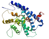 Olfactory Receptor 2J1 (OR2J1)