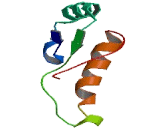 Olfactory Receptor 2T4 (OR2T4)