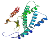 Olfactory Receptor 2V1 (OR2V1)