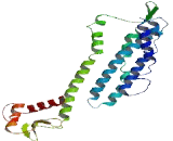 Olfactory Receptor 4E1 (OR4E1)