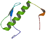 Olfactory Receptor 4E2 (OR4E2)