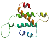 Olfactory Receptor 4F17 (OR4F17)