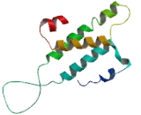 Olfactory Receptor 4F4 (OR4F4)