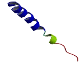 Olfactory Receptor 4F6 (OR4F6)