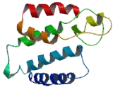 Olfactory Receptor 51G2 (OR51G2)