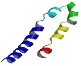 Olfactory Receptor 51M1 (OR51M1)