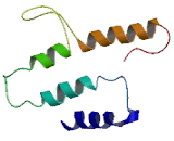 Olfactory Receptor 51Q1 (OR51Q1)