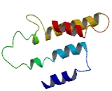 Olfactory Receptor 52B4 (OR52B4)