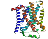 Olfactory Receptor 52E1 (OR52E1)