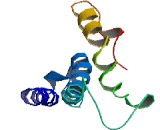 Olfactory Receptor 52M1 (OR52M1)