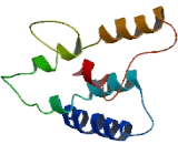 Olfactory Receptor 56A1 (OR56A1)