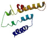 Olfactory Receptor 56A5 (OR56A5)