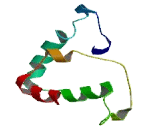 Olfactory Receptor 56B4 (OR56B4)