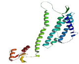 Olfactory Receptor 5AC1 (OR5AC1)