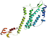 Olfactory Receptor 5G3 (OR5G3)