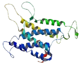 Olfactory Receptor 5M10 (OR5M10)