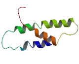 Olfactory Receptor 6P1 (OR6P1)