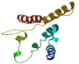 Olfactory Receptor 8D1 (OR8D1)