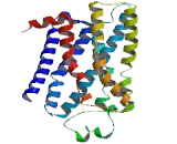 Olfactory Receptor 8G5 (OR8G5)