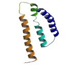 Olfactory Receptor 8H1 (OR8H1)