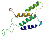 Olfactory Receptor 9Q1 (OR9Q1)