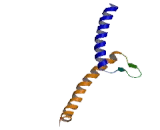 Oligodendrocyte Transcription Factor 1 (OLIG1)