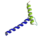 Oligodendrocyte Transcription Factor 3 (OLIG3)