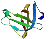 Oligonucleotide/Oligosaccharide Binding Fold Containing Protein 2A (OBFC2A)