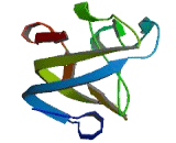 Oligonucleotide/Oligosaccharide Binding Fold Containing Protein 2B (OBFC2B)