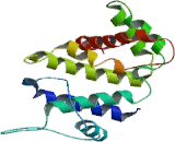 Oligophrenin 1 (OPHN1)