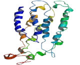 Opsin 1, Long Wave Sensitive (OPN1LW)