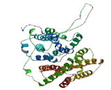 Organic Anion Transporter 1 (OAT1)