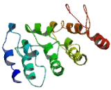 Origin Recognition Complex Subunit 6 Like Protein (ORC6L)