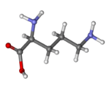 Ornithine (Orn)