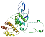 Ornithine Aminotransferase Like Protein 1 (OATL1)