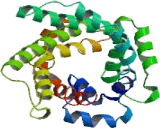 Ornithine Transporter 1, Mitochondrial (ORNT1)