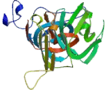 Outer Dense Fiber Protein 3, Sperm Tails (ODF3)