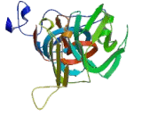 Outer Dense Fiber Protein 4, Sperm Tails (ODF4)