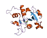 Ovotransferrin (OTF)