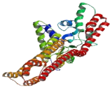 Oxidation Resistance 1 (OXR1)