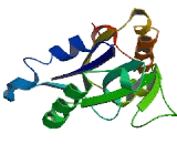 Oxidoreductase NAD Binding Domain Containing Protein 1 (OXNAD1)