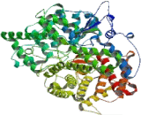 Oxidosqualene Cyclase (OSC)