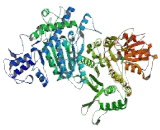 Oxoglutarate Dehydrogenase (OGDH)