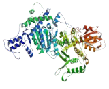 Oxoglutarate Dehydrogenase Like Protein (OGDHL)