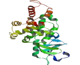 Oxoguanine Glycosylase 1 (OGG1)