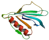 Oxysterol Binding Protein Like Protein 5 (OSBPL5)